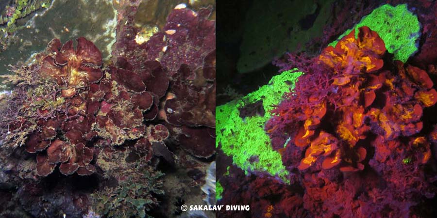 Night dive fluorescence in Nosy Be Madagascar